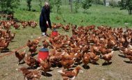Tavuk Çiftliği Nasıl Kurulur? Tavuk Çiftliği Getirisi!